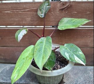 （分類：）位於 。 由 lc128 提交（商品編號 1465402666，圖片 1）。簡介： 。