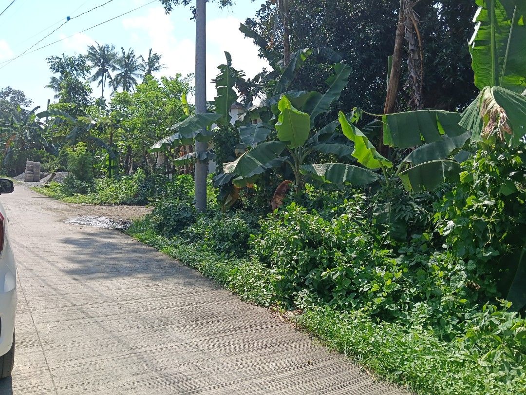 lot for sale (Category: Plants & Seeds) located in Batangas. Submitted by lanashdee (Listing ID 1465462696, Image 1). Description: - Cluster of banana plants and lush green foliage available - Perfect for landscaping projects or property clearing - Located along an accessible paved concrete road - Features tangled vines and low roadside grass - Open daytime location for easy extraction - PM for inquiries, site visits, and arrangements lot area: 1