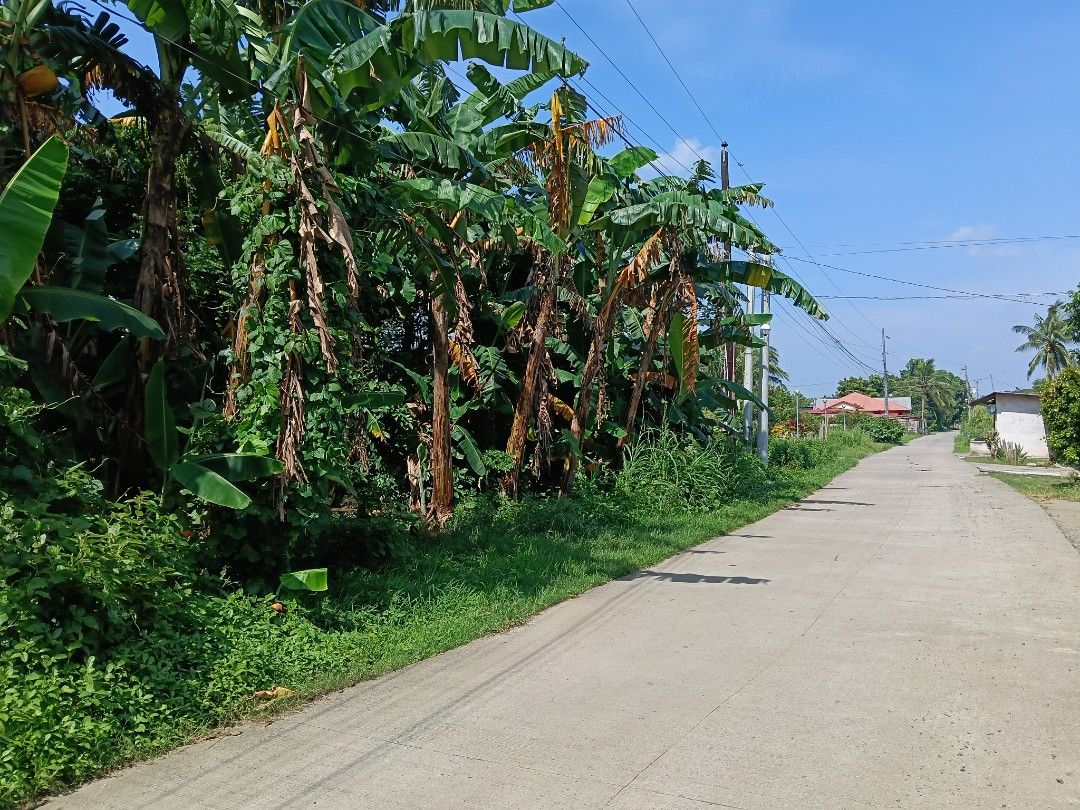 lot for sale (Category: Plants & Seeds) located in Batangas. Submitted by lanashdee (Listing ID 1465462696, Image 2). Description: - Cluster of banana plants and lush green foliage available - Perfect for landscaping projects or property clearing - Located along an accessible paved concrete road - Features tangled vines and low roadside grass - Open daytime location for easy extraction - PM for inquiries, site visits, and arrangements lot area: 1