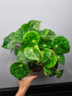 (Category: ) located in . Submitted by hmflowers (Listing ID 1465530736, Image 1). Description: .