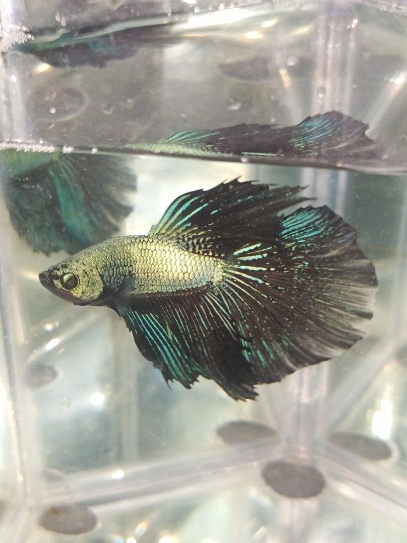 Betta Fish (food and accessories) (Category: Pet Food) located in Manila. Submitted by angelotadeo15 (Listing ID 1465432480, Image 2). Description: Caloocan 📍 Can ship via lalamove 📦.