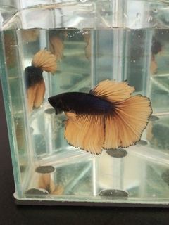 (Category: ) located in . Submitted by angelotadeo15 (Listing ID 1465432480, Image 1). Description: .