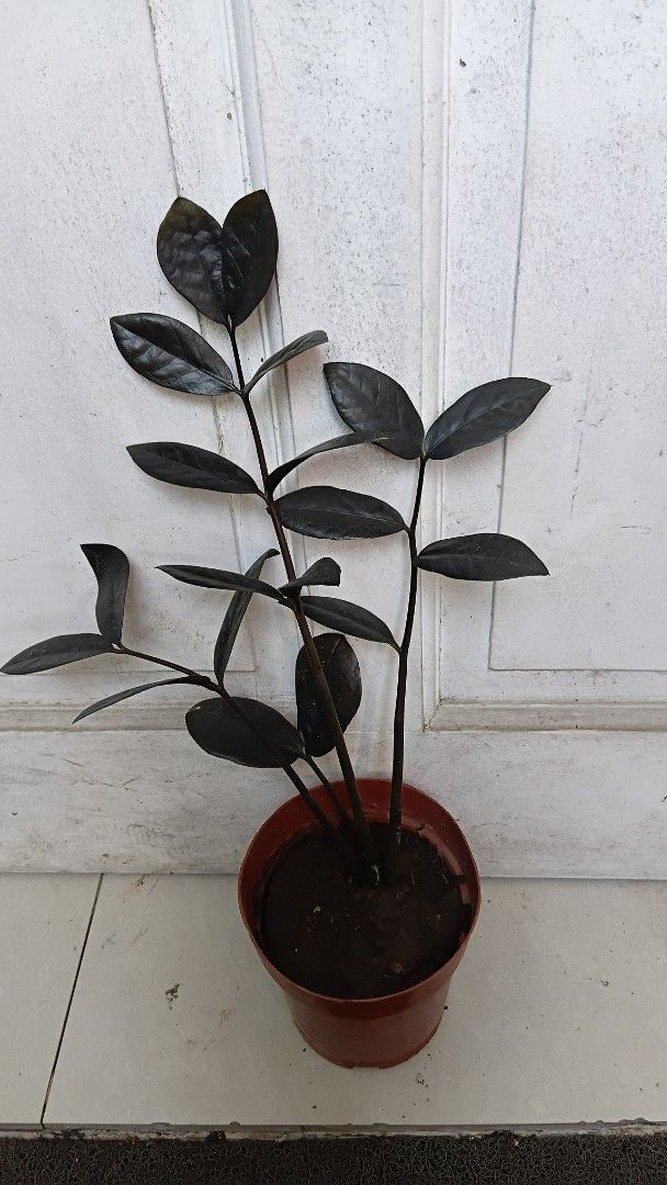 Black ZZ Plant (Raven) (Category: Plants & Seeds) located in Antipolo. Submitted by imperial_trader (Listing ID 1465386544, Image 2). Description: *NEGOTIABLE/OPEN TO OFFERS as well - offers will be considered until a deal is made (items are delivered to the buyer and payment is made) - auto accept price: Php 300.