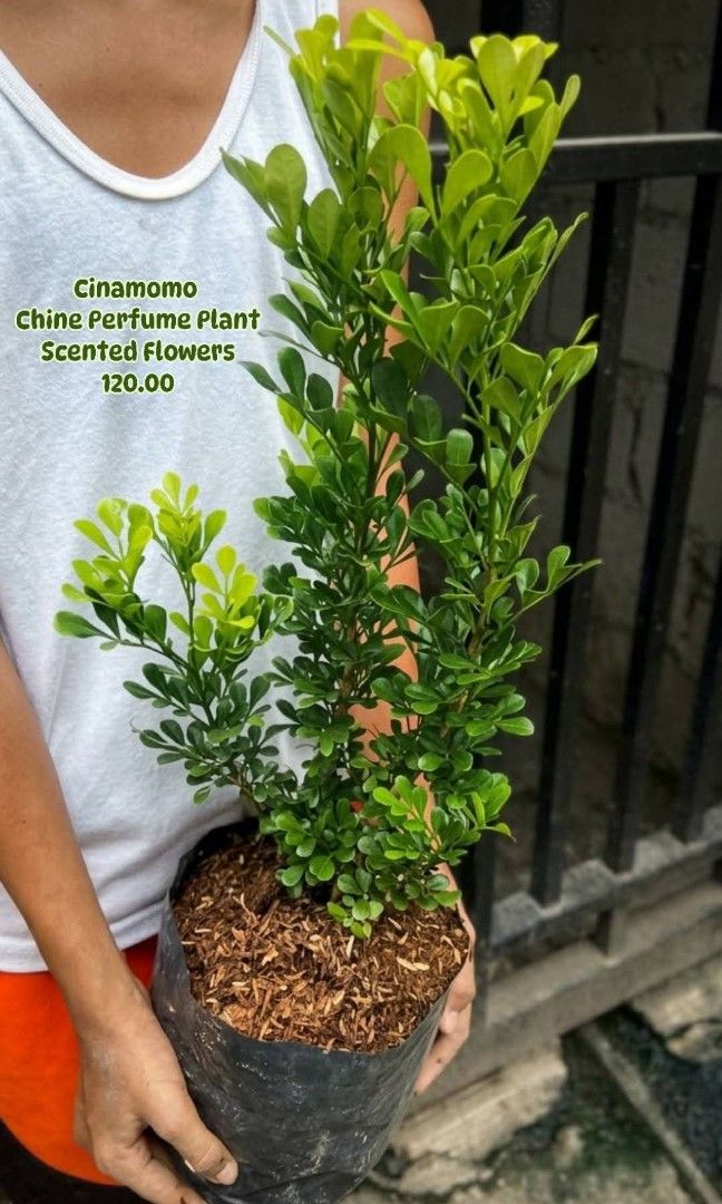 Chinese Perfume or Cinamomo Scented Flowers (Category: Plants & Seeds) located in Paranaque City. Submitted by mherz_ariel (Listing ID 1465465469, Image 1). Description: .