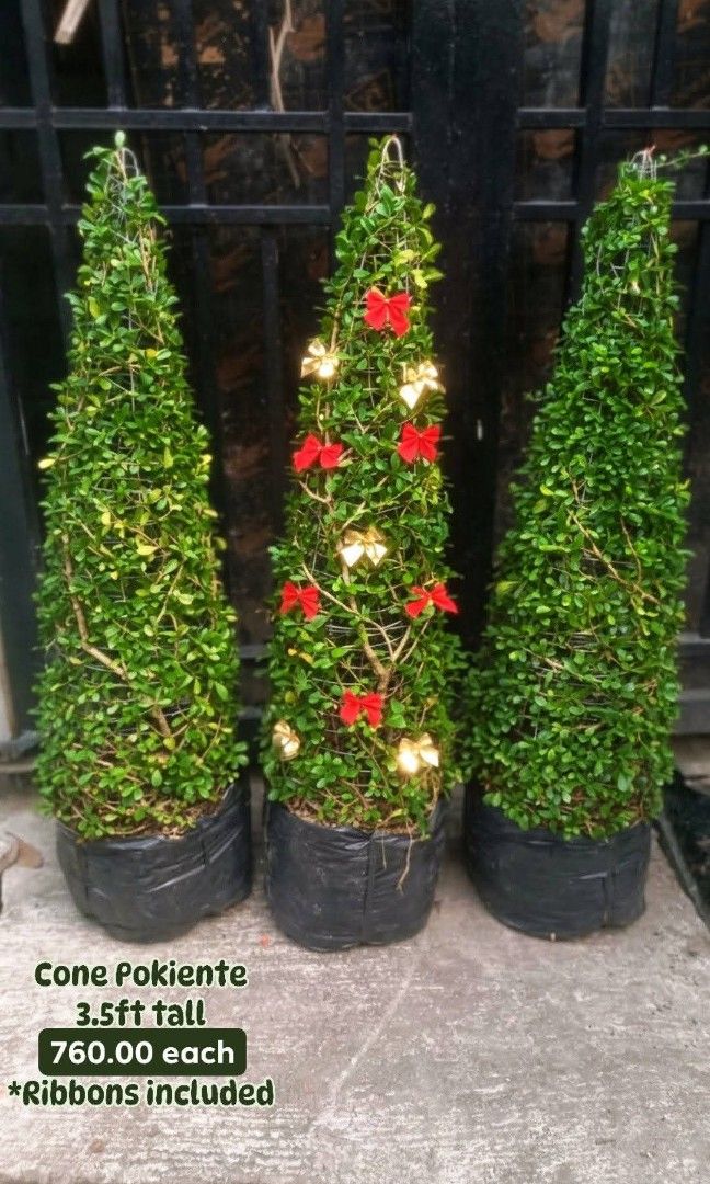 Cone Pokiente with ribbons 3.5ft (Category: Plants & Seeds) located in Paranaque City. Submitted by mherz_ariel (Listing ID 1465464900, Image 1). Description: .