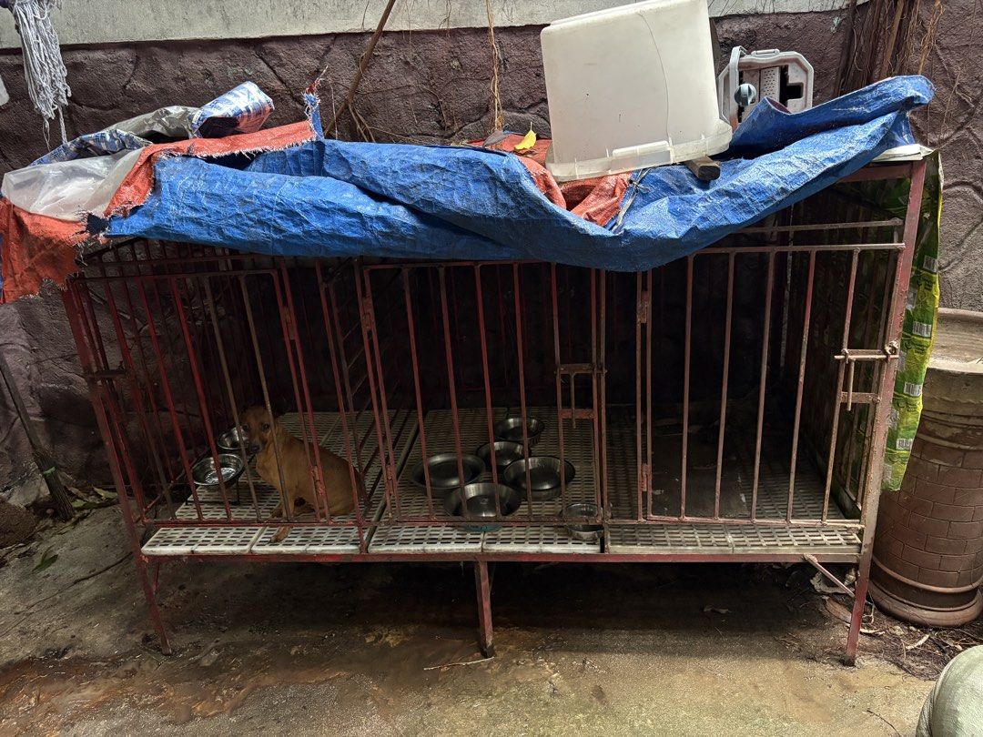 Dog cage for medium breed (Category: Homes & Other Pet Accessories) located in Manila. Submitted by angely12 (Listing ID 1465400423, Image 1). Description: 3 doors with divider (up until medium breed) 74X49.5X36.5 Open top (but meron syang yero) Plastic matting ALL PHOTOS POSTED Item is PRE-OWNED expect it comes with defects / signs of usage as commonly seen in secondhand goods which may NOT be mentioned in the description or taken in the photos.