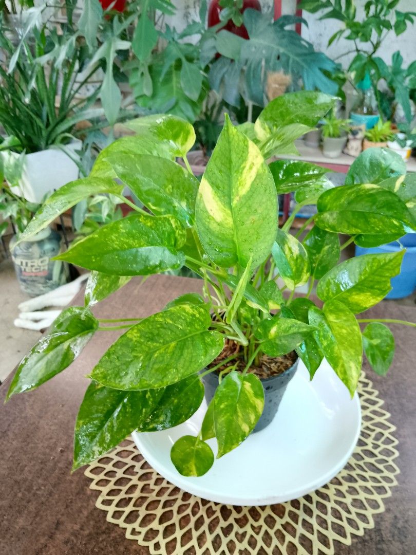 Epipremnum Pinnatum Aurea (Category: Plants & Seeds) located in Rizal. Submitted by detskiggg (Listing ID 1465438110, Image 3). Description: Epipremnum Pinnatum Aurea Super lush, multiple growth points Indoor/shade plant Guaranteed established and well-rooted P200 only Location: Ridgemont, Taytay, Rizal Delivery via Lalamove (We can assist with the booking) Message lang po!🙂.