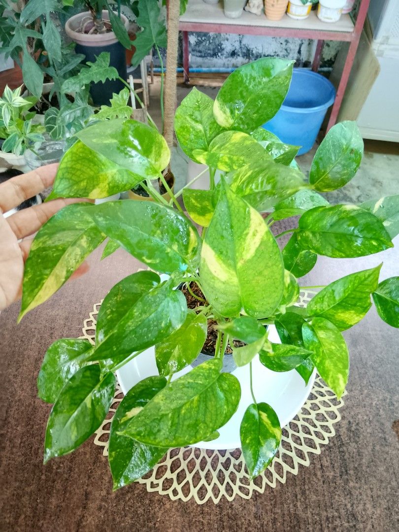 Epipremnum Pinnatum Aurea (Category: Plants & Seeds) located in Rizal. Submitted by detskiggg (Listing ID 1465438110, Image 2). Description: Epipremnum Pinnatum Aurea Super lush, multiple growth points Indoor/shade plant Guaranteed established and well-rooted P200 only Location: Ridgemont, Taytay, Rizal Delivery via Lalamove (We can assist with the booking) Message lang po!🙂.
