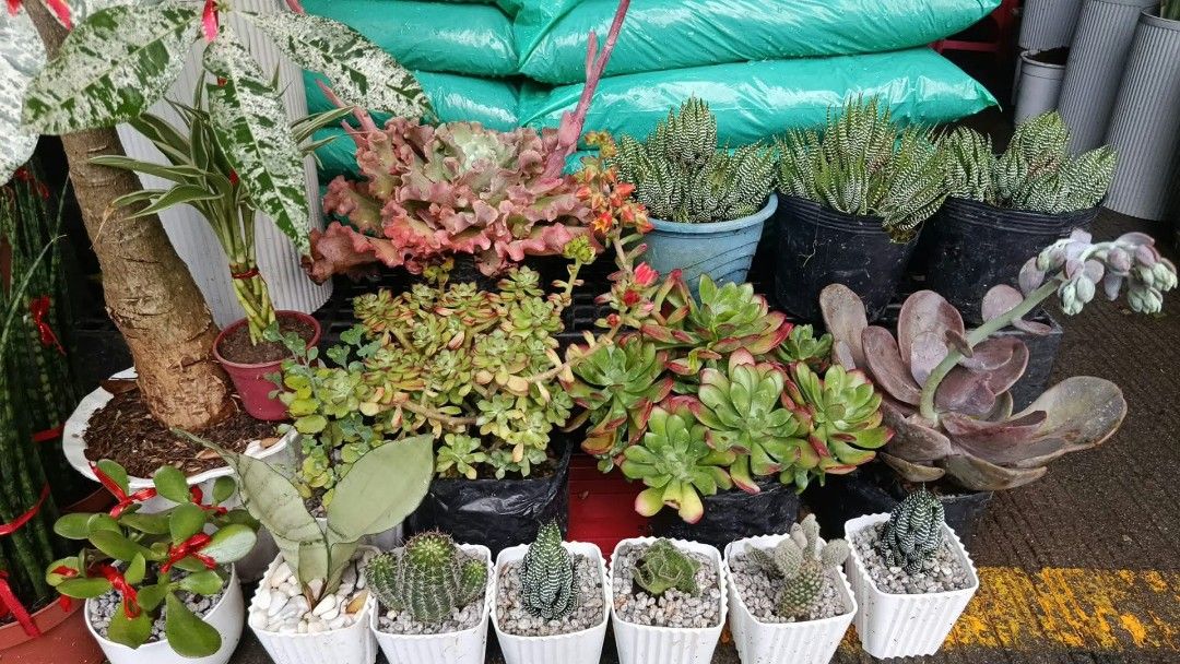 Flowering plants 🌷 perfect for gifting 🎁 (Category: Plants & Seeds) located in Quezon City. Submitted by amazingmaria3680 (Listing ID 1465571944, Image 1). Description: flowering plants 🌷 available on hand perfect for gifting perfect decor to your home office and business 🧧 also available ❗ indoor and outdoor plants 🪴.