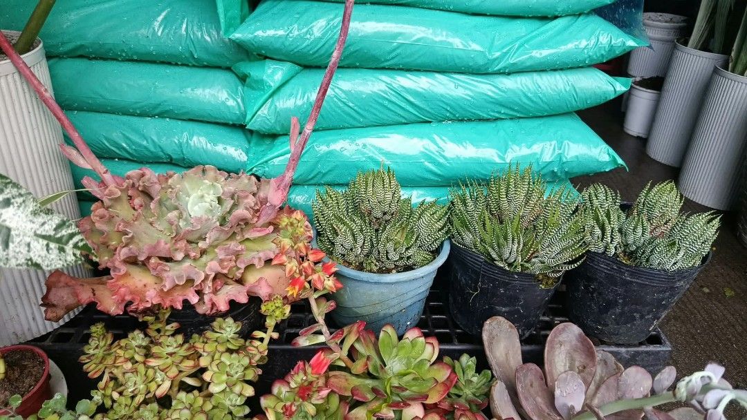 Flowering plants 🌷 perfect for gifting 🎁 (Category: Plants & Seeds) located in Quezon City. Submitted by amazingmaria3680 (Listing ID 1465571944, Image 2). Description: flowering plants 🌷 available on hand perfect for gifting perfect decor to your home office and business 🧧 also available ❗ indoor and outdoor plants 🪴.