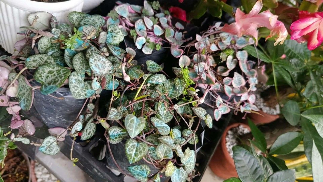 Flowering plants 🌷 perfect for gifting 🎁 (Category: Plants & Seeds) located in Quezon City. Submitted by amazingmaria3680 (Listing ID 1465571944, Image 3). Description: flowering plants 🌷 available on hand perfect for gifting perfect decor to your home office and business 🧧 also available ❗ indoor and outdoor plants 🪴.
