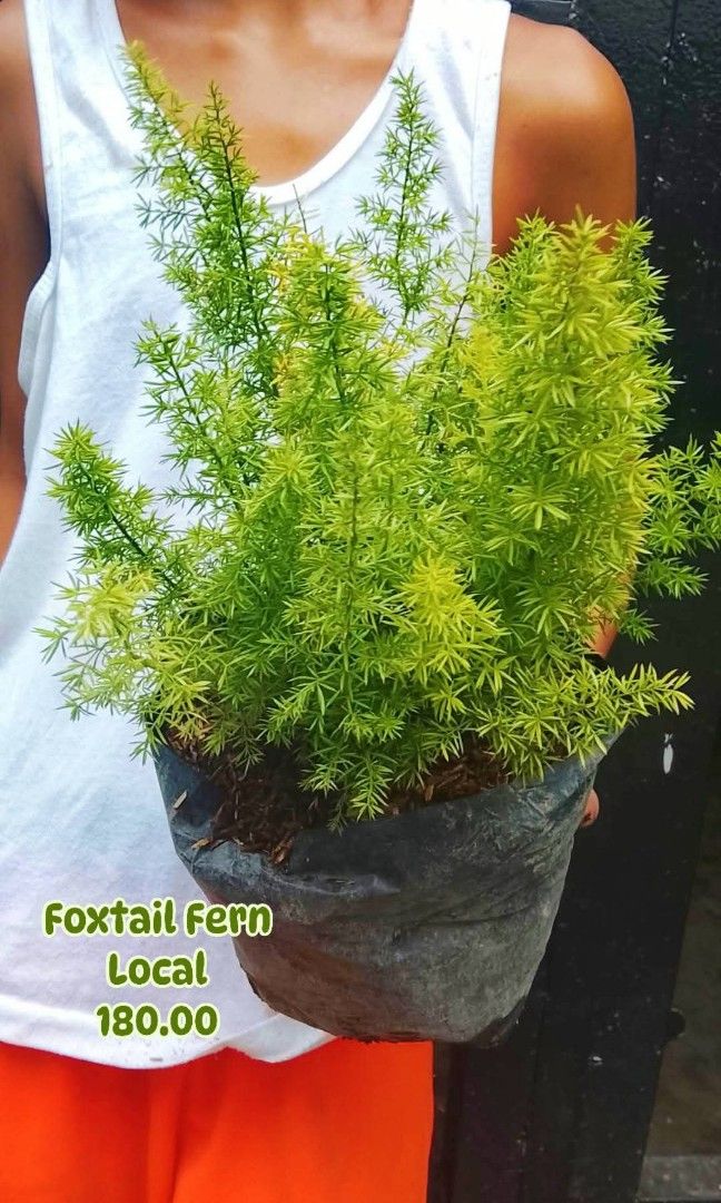 Foxtail Fern (Category: Plants & Seeds) located in Paranaque City. Submitted by mherz_ariel (Listing ID 1465466862, Image 1). Description: .