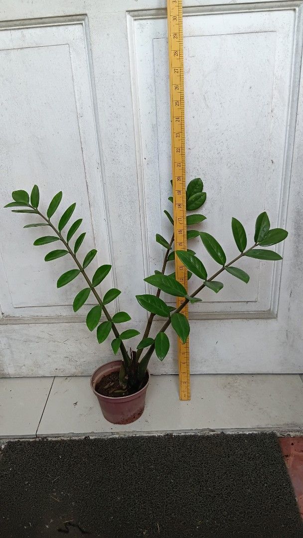 Green ZZ Plant (Category: Plants & Seeds) located in Antipolo. Submitted by imperial_trader (Listing ID 1465387135, Image 3). Description: *NEGOTIABLE/OPEN TO OFFERS as well - offers will be considered until a deal is made (items are delivered to the buyer and payment is made) - auto accept price: Php 300.