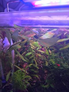 (Category: ) located in . Submitted by jremytay (Listing ID 1465479873, Image 1). Description: .