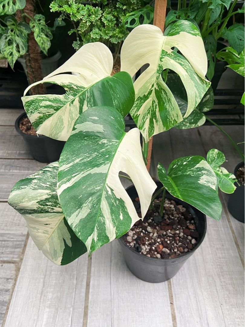 Monstera Borsi Albo (Category: Plants & Seeds) located in Antipolo. Submitted by goodvinesonly888 (Listing ID 1465505468, Image 1). Description: .