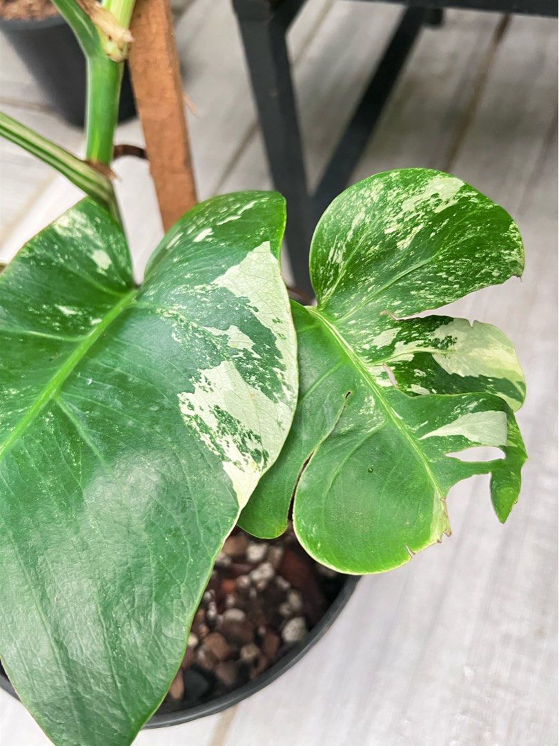 Monstera Borsi Albo (Category: Plants & Seeds) located in Antipolo. Submitted by goodvinesonly888 (Listing ID 1465505468, Image 2). Description: .
