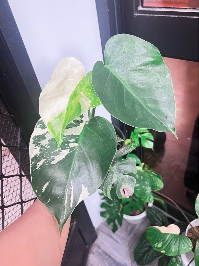 Monstera Borsi Deli (Category: Plants & Seeds) located in Antipolo. Submitted by goodvinesonly888 (Listing ID 1465504510, Image 1). Description: .