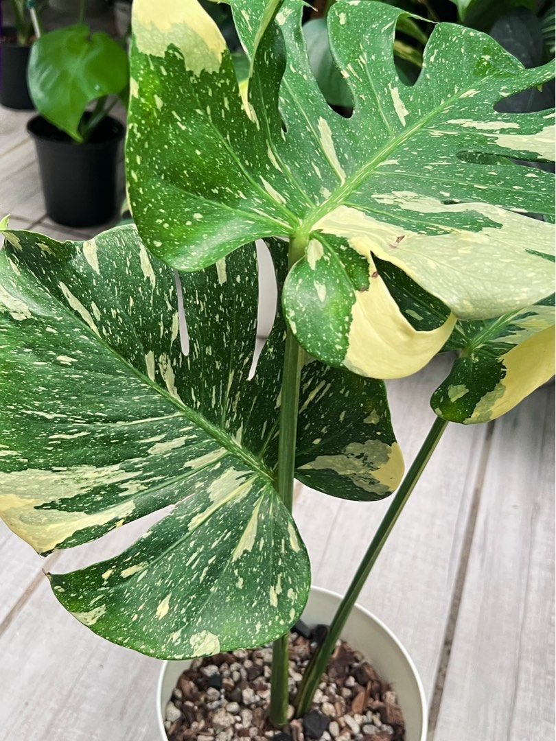 Monstera NOID (Category: Plants & Seeds) located in Antipolo. Submitted by goodvinesonly888 (Listing ID 1465505263, Image 1). Description: .
