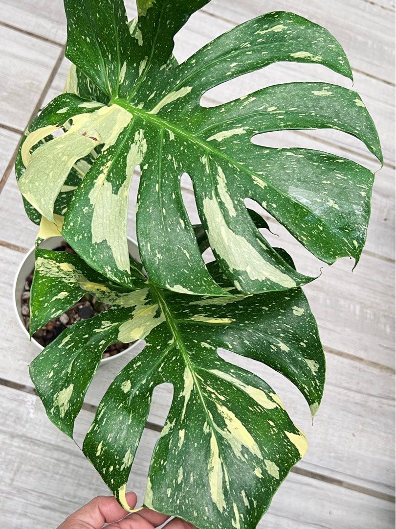 Monstera NOID (Category: Plants & Seeds) located in Antipolo. Submitted by goodvinesonly888 (Listing ID 1465505263, Image 2). Description: .