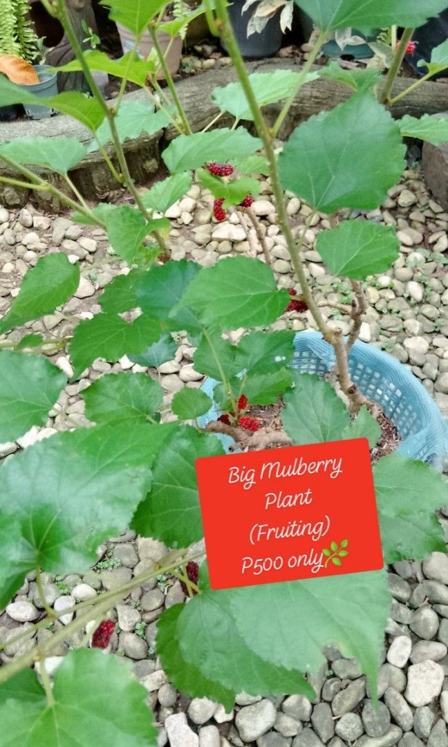 Mulberry Plant (Category: Plants & Seeds) located in Rizal. Submitted by detskiggg (Listing ID 1465448348, Image 2). Description: Mulberry Plant Well-established and fruiting Big - P500 only Small - P200 only Loc: Ridgemont, Taytay, Rizal Delivery via Lalamove (we can asaist with the booking).