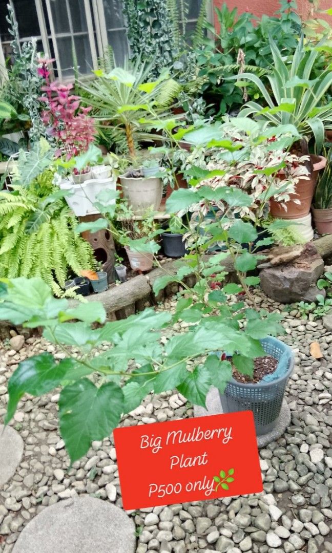 Mulberry Plant (Category: Plants & Seeds) located in Rizal. Submitted by detskiggg (Listing ID 1465448348, Image 1). Description: Mulberry Plant Well-established and fruiting Big - P500 only Small - P200 only Loc: Ridgemont, Taytay, Rizal Delivery via Lalamove (we can asaist with the booking).