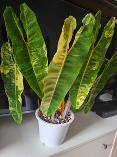 (Category: ) located in . Submitted by happygrowing (Listing ID 1465385912, Image 1). Description: .