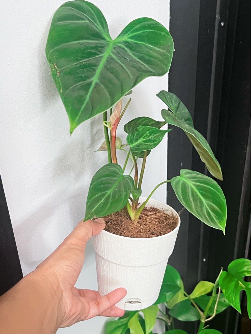 Philodendron El Choco (Category: Plants & Seeds) located in Antipolo. Submitted by goodvinesonly888 (Listing ID 1465402430, Image 2). Description: Elongated heart-shaped (cordate) leaves with a soft, velvety texture. New leaves emerge with vibrant burgundy-red undersides that mature into a deep dark green upper surface and a lighter reddish-brown or greenish back..