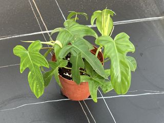（分類：）位於 。 由 ltplants 提交（商品編號 1465385736，圖片 1）。簡介： 。