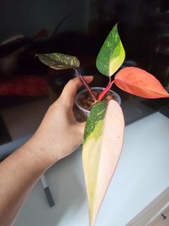 (Category: ) located in . Submitted by happygrowing (Listing ID 1465498159, Image 1). Description: .