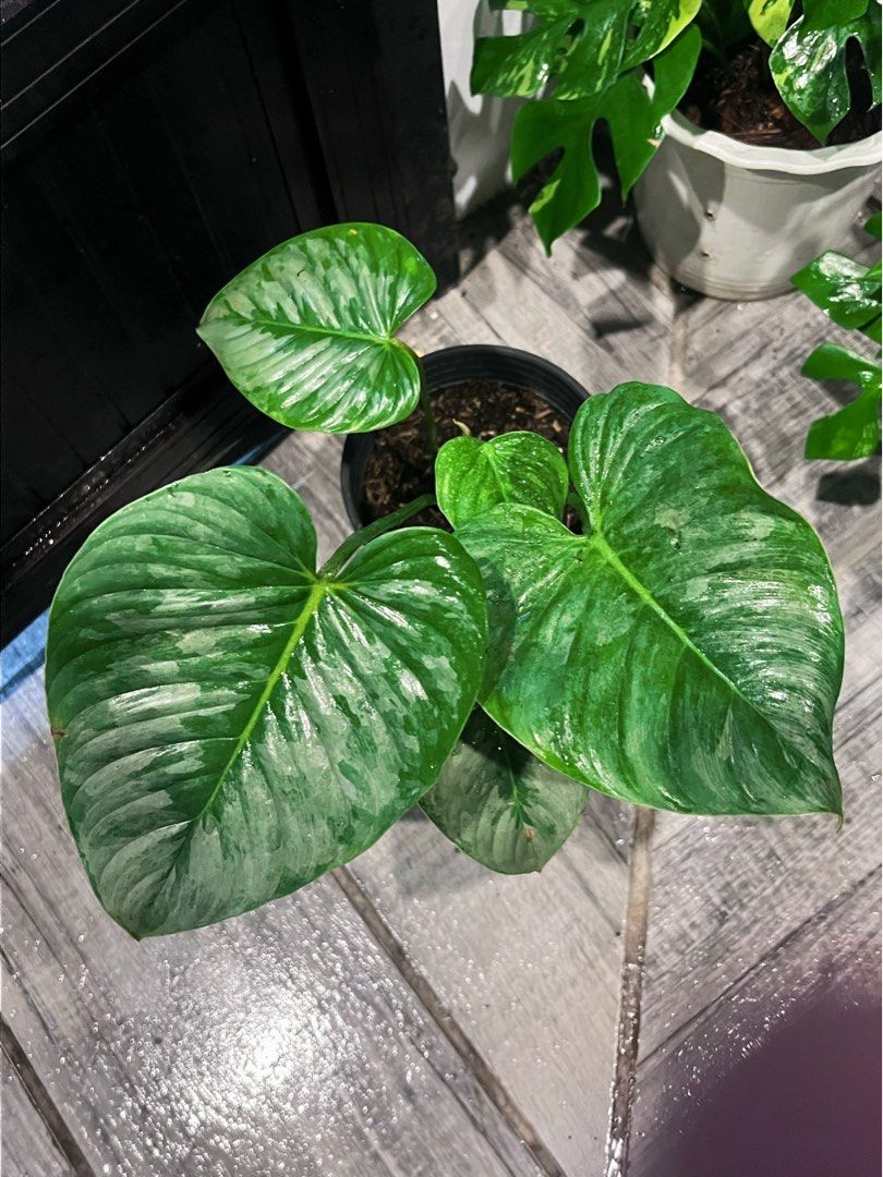 Philodendron Sodiroi (Category: Plants & Seeds) located in Antipolo. Submitted by goodvinesonly888 (Listing ID 1465402018, Image 1). Description: .