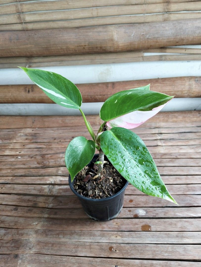 Philodendron White Princess (Category: Plants & Seeds) located in Cagayan de Oro. Submitted by rochellejandcgarden06684 (Listing ID 1465451883, Image 3). Description: Philodendron White Princess ✅300 Locally grown, own propagation. Location: Canitoan Cdo City Pick up, Maxim delivery, Lbc, J&T Express.