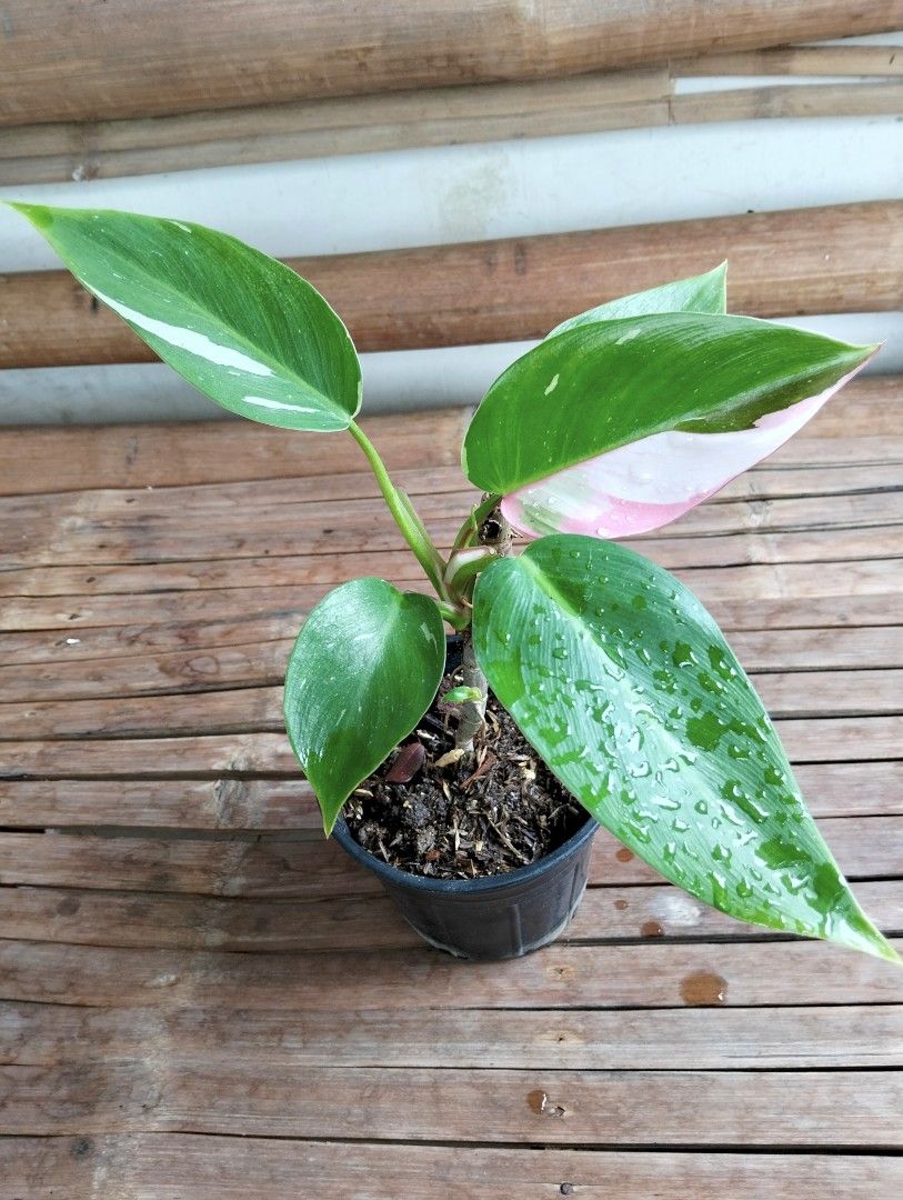 Philodendron White Princess (Category: Plants & Seeds) located in Cagayan de Oro. Submitted by rochellejandcgarden06684 (Listing ID 1465451883, Image 1). Description: Philodendron White Princess ✅300 Locally grown, own propagation. Location: Canitoan Cdo City Pick up, Maxim delivery, Lbc, J&T Express.