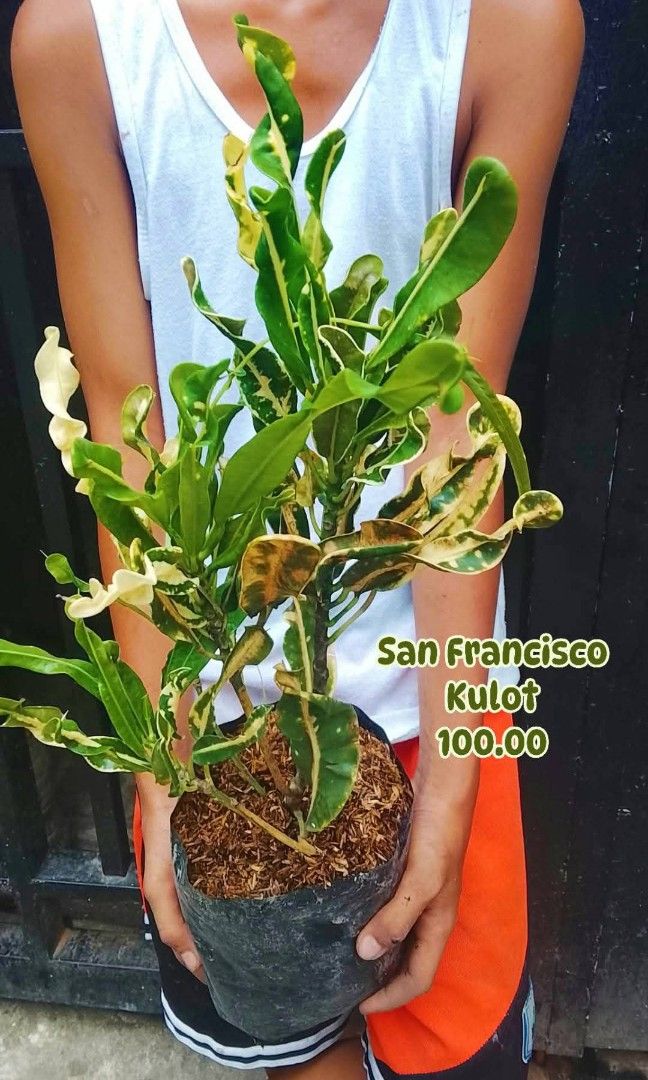 San Francisco Kulot (Category: Plants & Seeds) located in Paranaque City. Submitted by mherz_ariel (Listing ID 1465468389, Image 1). Description: .