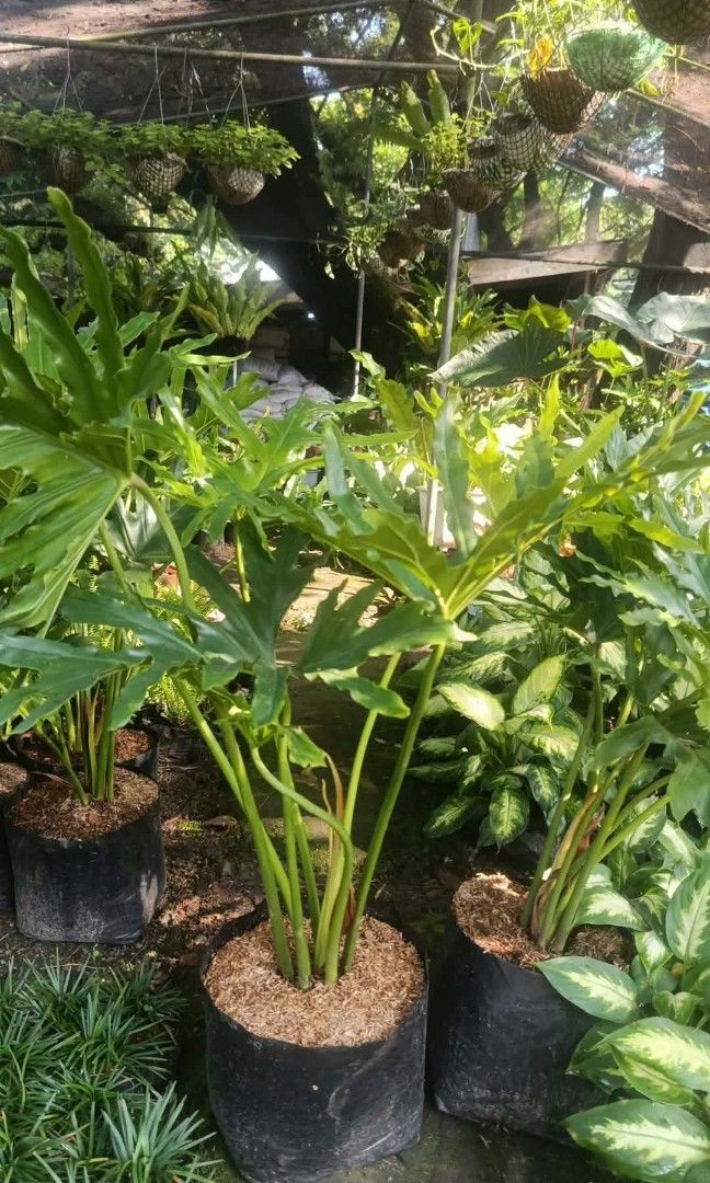 Selloum plants 🪴 (Category: Plants & Seeds) located in Quezon City. Submitted by amazingmaria3680 (Listing ID 1465572089, Image 3). Description: lushed healthy and stable ✅ ready to display ✅ comes with pots ✅ available on hand 👌 selloum plants 🪴 also available other indoor and outdoor plants 🪴 flowering plants 🌷.