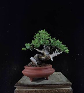 (Category: ) located in . Submitted by plants_plants (Listing ID 1465463349, Image 1). Description: .