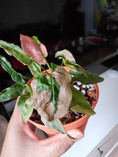 (Category: ) located in . Submitted by happygrowing (Listing ID 1465498565, Image 1). Description: .