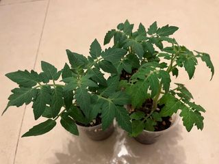 （分類：）位於 。 由 cloudy.202209 提交（商品編號 1461505758，圖片 1）。簡介： 。