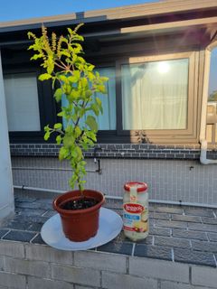 （分類：）位於 。 由 9blingbling 提交（商品編號 1465504197，圖片 1）。簡介： 。
