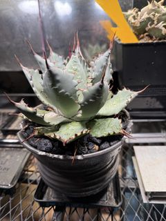 （分類：）位於 。 由 wolflee2013 提交（商品編號 1469298368，圖片 1）。簡介： 。
