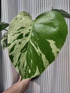 （分類：）位於 。 由 mrrmm 提交（商品編號 1469250053，圖片 1）。簡介： 。