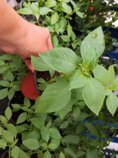Sweet Basil (bushy), Furniture & Home Living, Gardening, Plants & Seeds ...