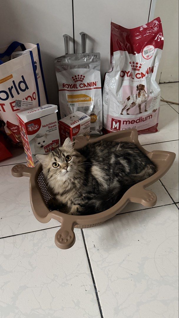 Cat Bang Mesh Cat Bed (Category: Health & Grooming) located in Bacoor. Submitted by alyannacrpz (Listing ID 1469162019, Image 2). Description: Good as new. Bought sa world trade pet expo sept 25.
