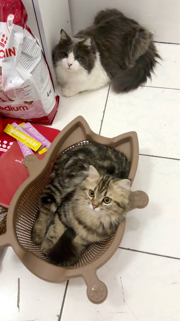 Cat Bang Mesh Cat Bed (Category: Health & Grooming) located in Bacoor. Submitted by alyannacrpz (Listing ID 1469162019, Image 3). Description: Good as new. Bought sa world trade pet expo sept 25.