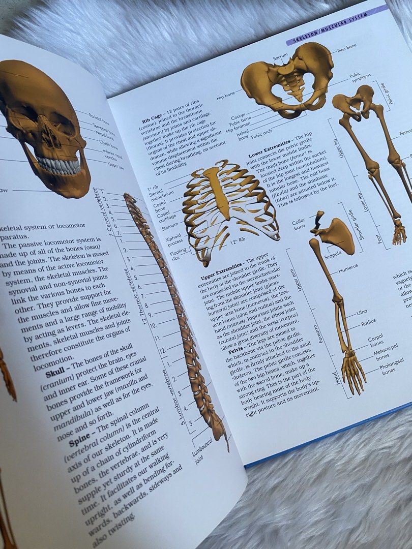 Compact Knowledge The Body Anatomy Reference Book NGV (Category: Textbooks) located in Quezon City. Submitted by donagraceliwanag (Listing ID 1469308879, Image 2). Description: - Title: The Body (Compact Knowledge Reference Guide) - Format: Hardcover edition - Content: Covers organs, body systems, and biological functions - Visuals: Detailed anatomical illustrations including human skeleton, heart, digestive tract, and endocrine glands - Features