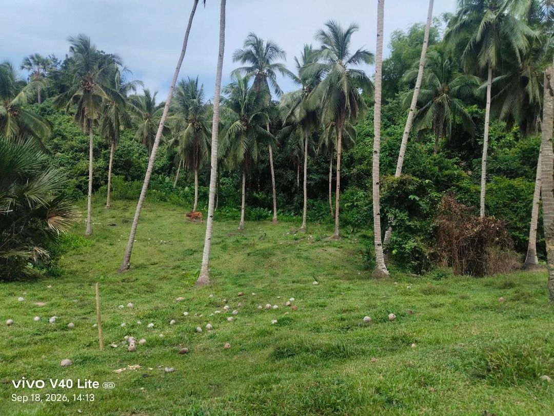 farm lot for sale (Category: Lot) located in Caloocan City. Submitted by lyriefull (Listing ID 1469174818, Image 3). Description: 🌴 4.2 HECTARES FARM LOT FOR SALE ‼️ 📍 Brgy. Salvacion, Roxas, Palawan (Total area 6.2has, 4.2has lang ang ipagbibili) MURA NA, NEGOTIABLE PA! 💰 3M ONLY - Still Negotiable! ✅ Complete Papers - sure buyer, mabilis kausap ✅ May road access - pasok ang sasakyan (kailangan lang linisan/masukal pa) ✅ May patag at may bana