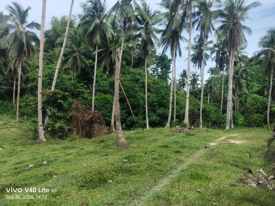 farm lot for sale (Category: Lot) located in Caloocan City. Submitted by lyriefull (Listing ID 1469174818, Image 2). Description: 🌴 4.2 HECTARES FARM LOT FOR SALE ‼️ 📍 Brgy. Salvacion, Roxas, Palawan (Total area 6.2has, 4.2has lang ang ipagbibili) MURA NA, NEGOTIABLE PA! 💰 3M ONLY - Still Negotiable! ✅ Complete Papers - sure buyer, mabilis kausap ✅ May road access - pasok ang sasakyan (kailangan lang linisan/masukal pa) ✅ May patag at may bana