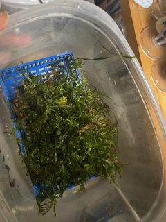 （分類：）位於 。 由 blurry_triangular_blubb 提交（商品編號 1469213515，圖片 1）。簡介： 。