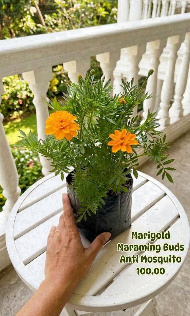Marigold Anti Mosquitp (Category: Plants & Seeds) located in Paranaque City. Submitted by mherz_ariel (Listing ID 1469255676, Image 2). Description: .