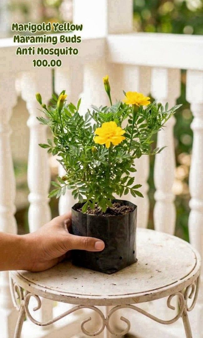 Marigold Anti Mosquitp (Category: Plants & Seeds) located in Paranaque City. Submitted by mherz_ariel (Listing ID 1469255676, Image 1). Description: .