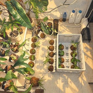 (Category: ) located in . Submitted by d.botanics (Listing ID 1469270921, Image 1). Description: .